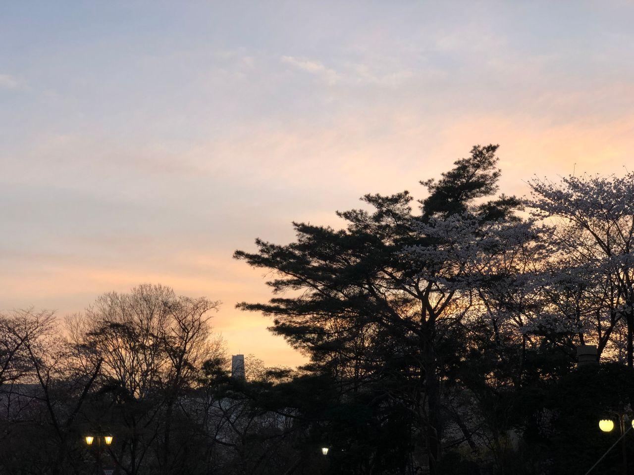 Take a walk on Kyung Hee campus with European architecture and cherry blossoms